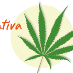 Sativa